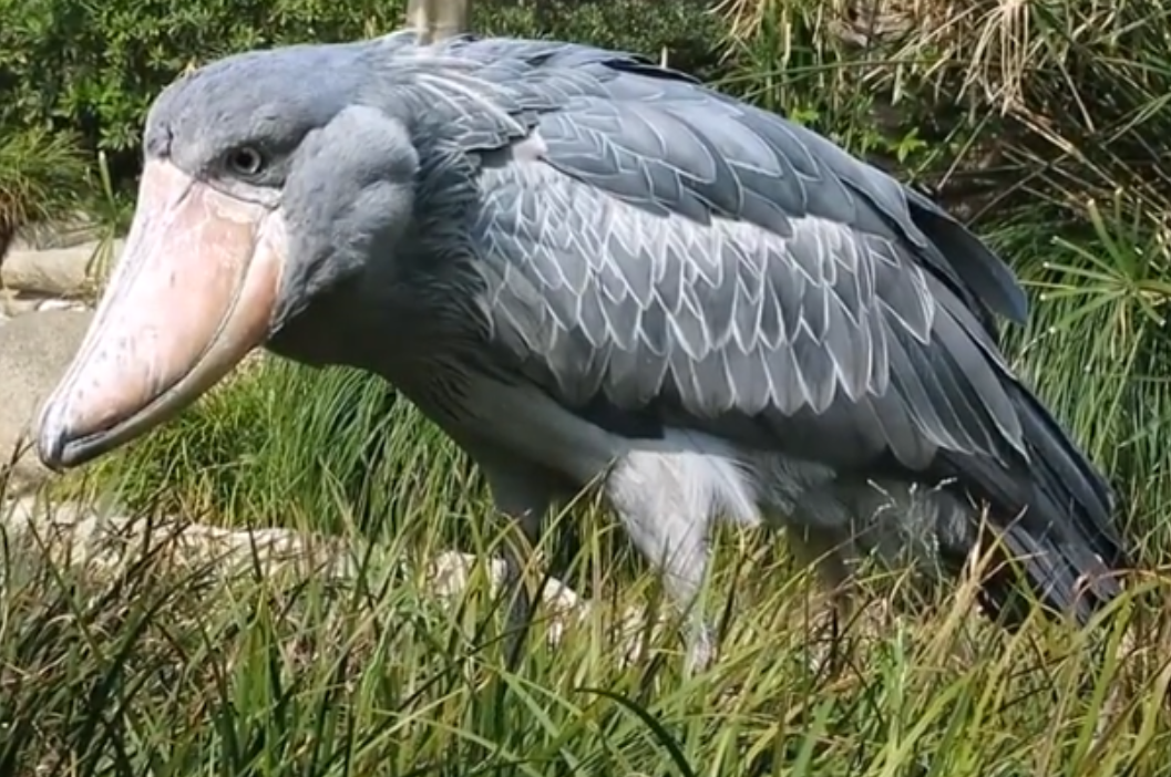 鯨鳥冬季購物熱，轉(zhuǎn)運隔岸送溫暖_鯨鳥冬季購物熱，轉(zhuǎn)運隔岸送溫暖_