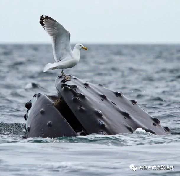 鯨鳥冬季購物熱，轉(zhuǎn)運隔岸送溫暖__鯨鳥冬季購物熱，轉(zhuǎn)運隔岸送溫暖