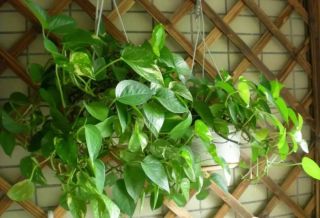 廈門辦公室綠植怎么選？適合擺放辦公室的6大類綠植！