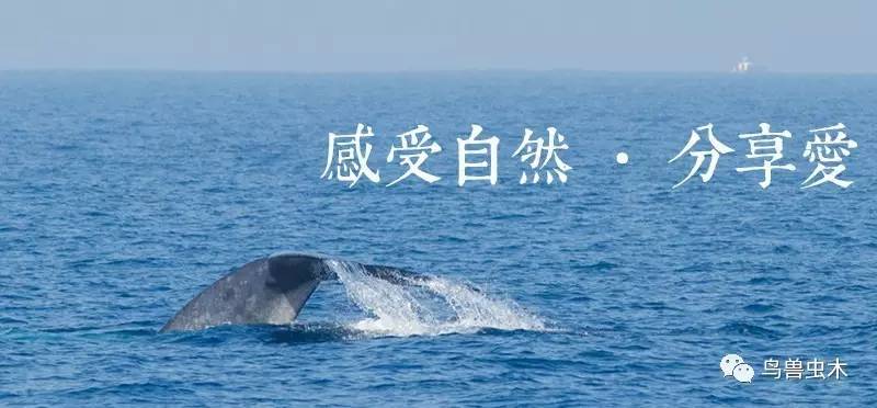 經典詩文朗誦背景圖片__經典詩文朗誦視頻