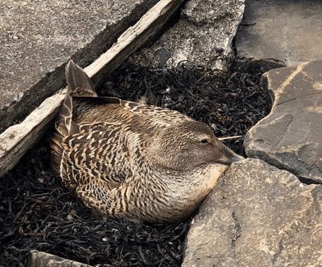 寒冬將至，冰島雁鴨絨供不應(yīng)求年產(chǎn)量?jī)H3000公斤，King Eider冰島雁鴨絨珍奢床品帶來溫暖好眠