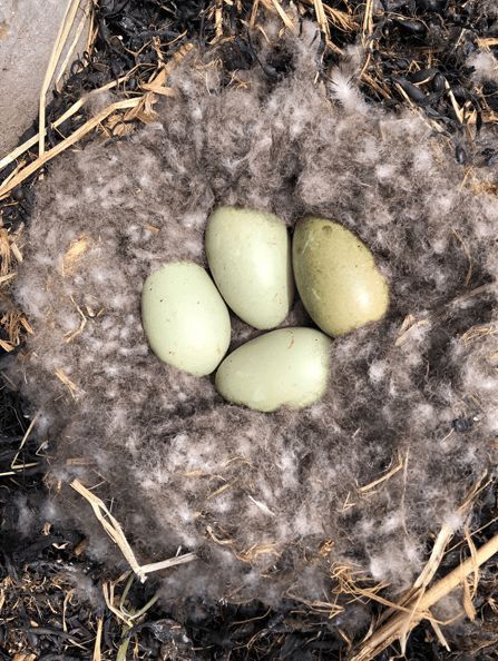 寒冬將至，冰島雁鴨絨供不應(yīng)求年產(chǎn)量?jī)H3000公斤，King Eider冰島雁鴨絨珍奢床品帶來溫暖好眠