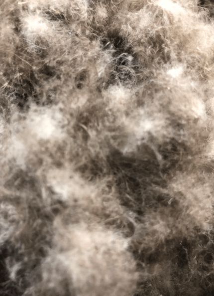 寒冬將至，冰島雁鴨絨供不應(yīng)求年產(chǎn)量?jī)H3000公斤，King Eider冰島雁鴨絨珍奢床品帶來溫暖好眠