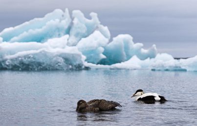 寒冬將至，冰島雁鴨絨供不應(yīng)求年產(chǎn)量?jī)H3000公斤，King Eider冰島雁鴨絨珍奢床品帶來溫暖好眠