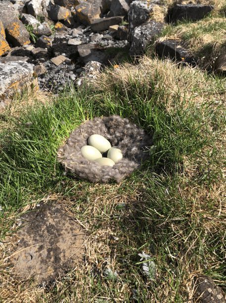 寒冬將至，冰島雁鴨絨供不應(yīng)求年產(chǎn)量?jī)H3000公斤，King Eider冰島雁鴨絨珍奢床品帶來溫暖好眠